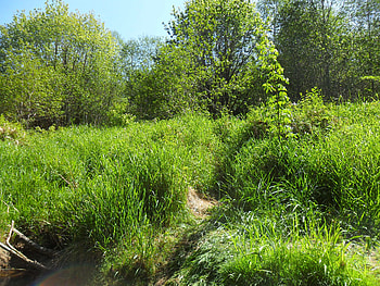 Nature, Trees, Grass HD wallpaper