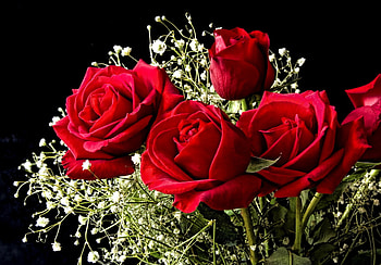 Plants, Flowers, Roses HD wallpaper