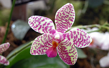 Orchid, pink, white, flower, green, speckled HD wallpaper