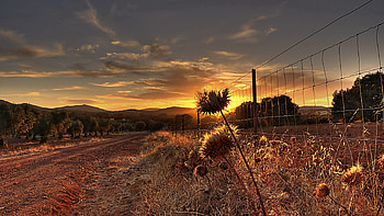Nature, Grass, Autumn, Road, Fence, Withered, It's A Sly, Garden, Emptiness, Void, Hedge HD wallpaper