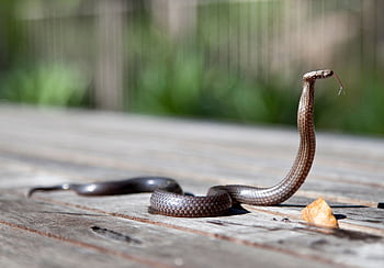 Brown snake with raised body and forked tongue on wooden surface outdoors. HD wallpaper