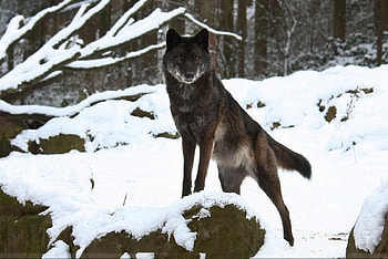 black timberwolf, winter, dog, canis lupus, lone wolf, wolf, howling, snow, the pack, mythical, white, timber, wolves, grey, lobo, wisdom beautiful, grey wolf, wisdom, nature, canine, friendship, arctic, solitude, black, quotes, wolf pack, , wild animal black, wolfrunning, abstract, pack, majestic, howl, spirit, wolf HD wallpaper