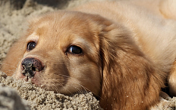 Dog, sweet, pay, dogs, puppies, cute, beautiful, beauty, playful, playful dog, puppy, dog face, pretty, animals, face, bubbles, lovely HD wallpaper
