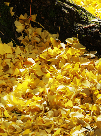 Ginkgo Biloba, Autumn fall, , Vibrant colors HD phone wallpaper