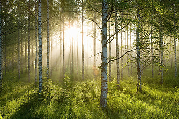 Birch Forest Sunlight HD wallpaper