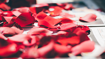 Miscellanea, Miscellaneous, Rose Flower, Rose, Petals, Blur, Smooth, Close-Up HD wallpaper