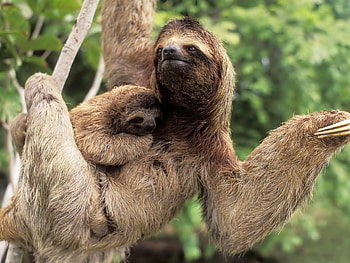 Sloth or Sloths are medium-sized mammals belonging to the families Megalonychidae (two- HD wallpaper