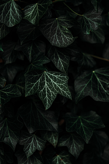 Leaves, Bush, Plant, Dark HD phone wallpaper