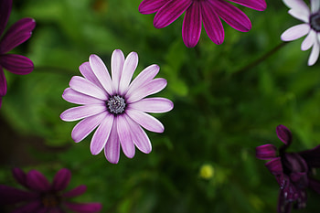 Flowers, Petals, Bloom, Flowering, Daisies HD wallpaper