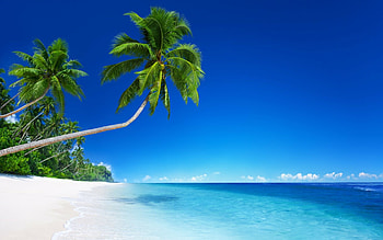 ultra palm tree, Nature's wonders, Tropical bliss, Majestic ambiance HD wallpaper