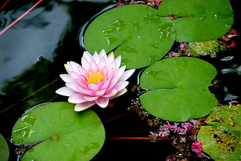 Nature, gold plated, lily pad, stud earrings HD wallpaper