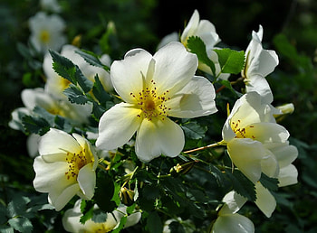 Flowers, Briar, Bush, Bloom, Flowering, Greens, Sunny HD wallpaper