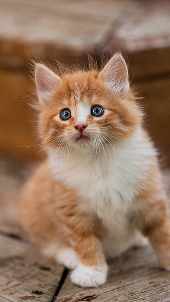 Cute companion, High-resolution , Sony Xperia, Adorable HD phone wallpaper