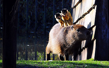 Capybara , background, Cute animal, Hydrochoerus hydrochaeris HD wallpaper