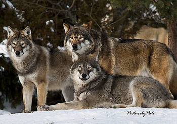 Relaxed Wolves, nature, wolves, relaxed, snow HD wallpaper