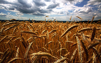 Landscape, Fields, Wheat HD wallpaper