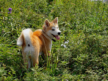 Animals, Grass, Stroll, Puppy, Akita Inu HD wallpaper