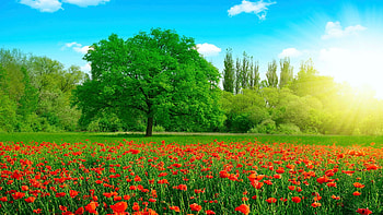 Summer Field, meadow, wildflowers, poppies, landscape, trees, sunrise HD wallpaper