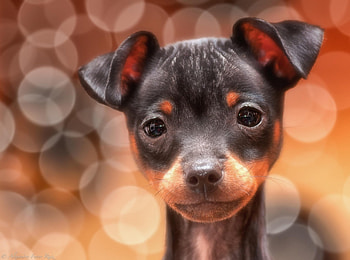 Dog, sweet, animal, dogs, cute, beautiful, puppys, puppy, pretty, animals, lovely HD wallpaper