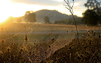 Nature, Grass, Sun, Web, Shine, Light, Withered, It's A Sly, Dry, Spider HD wallpaper