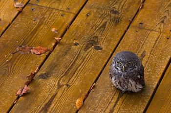 Animals, Leaves, Owl, Bird, Predator, Small, Petite, Wooden Floor HD wallpaper