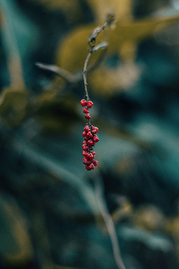 Macro, Blur, Smooth, Branch, Berry HD phone wallpaper