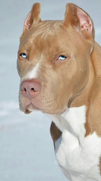 Pitbull Dog, American Pitbull Dog HD phone wallpaper