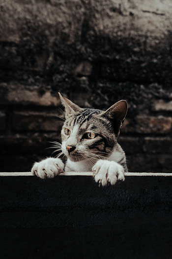 Funny, Animals, Cat, Pet, Sight, Opinion, Peep HD phone wallpaper