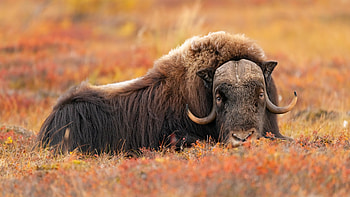 ultra , , Musk ox, Background HD wallpaper