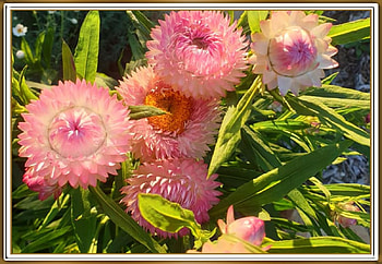 PAPER DAISIES, PRETTY, NATURE, FLOWERS HD wallpaper