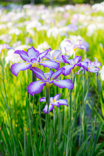 Flowers, Summer, Bloom, Flowering, Flower Bed, Flowerbed, Irises HD phone wallpaper