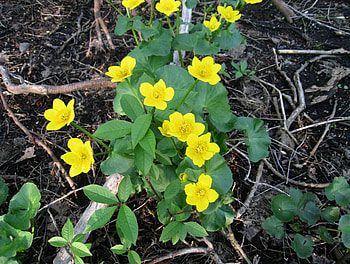 Spring, yellow, green, soil, flowers HD wallpaper