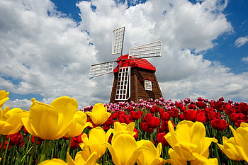 colorful tulips field windmill nature KC756 living room home wall modern art decor wood frame HD wallpaper