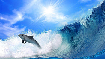 Animals, Sea, Waves, Shine, Brilliance, Bounce, Jump, Sunlight, Dolphin HD wallpaper