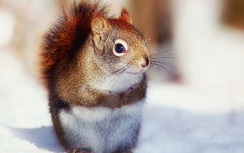 Animals, Squirrel, Snow, Animal, Climb HD wallpaper