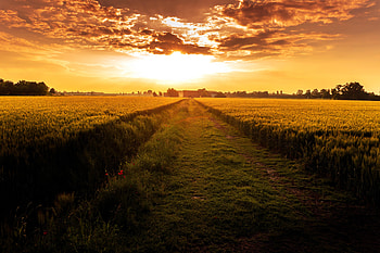 Nature, Sunset, Horizon, Field, Path HD wallpaper