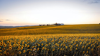 Sunflower Field, Field, grass, nature, Sunflower HD wallpaper