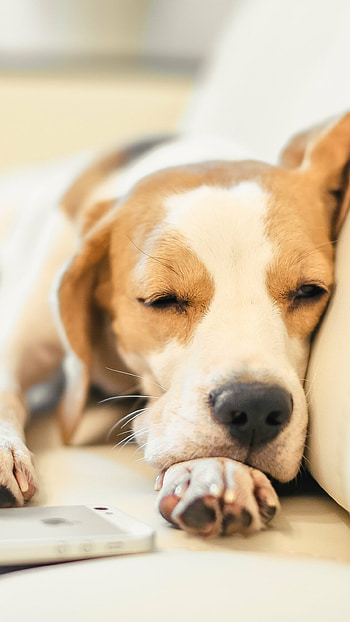 Beagle dog, Adorable pet, Animal companion, Loyal friend HD phone wallpaper