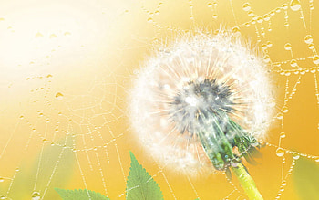 Web, Plant, Macro, Dandelion, Fluff, Fuzz HD wallpaper