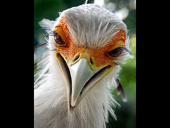 Do these eyes can tell a lie?, eyes, beak, head, bird HD wallpaper