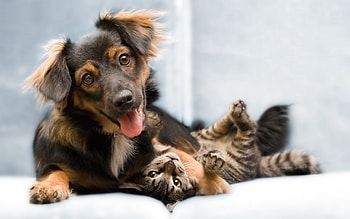 Animals, Dogs HD wallpaper