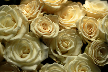 Flowers, Roses, Drops, Buds, Tea, Tea Room HD wallpaper