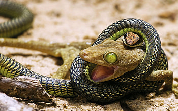 between life and dead, snake, , lizard, gecko HD wallpaper