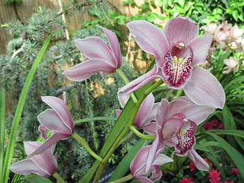 we rebirth in Spring 33 orchids, graphy, yellow, green, Flowers, garden, greeen, Orchids, Purple HD wallpaper