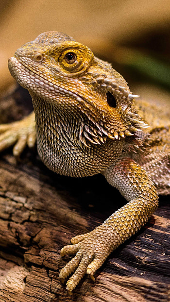 Bearded dragon, Reptile pet, Lizard sunbathing, Unique scales HD phone wallpaper