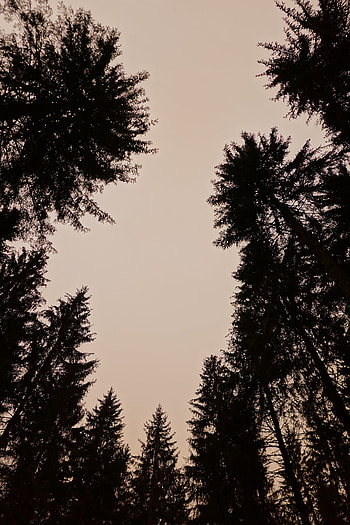 Nature, Trees, Sky, Twilight, Silhouettes, Dusk HD phone wallpaper