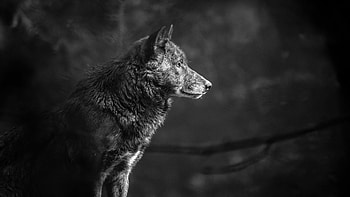 Gray scale wolf graphy, Monochrome beauty, Subtle details, Captivating HD wallpaper