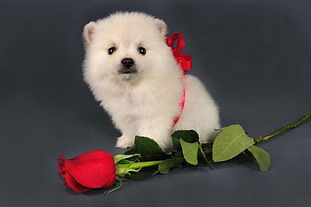 Puppy for Valentine, holidays, beloved valentines, roses, Valentines, dogs, cute, love four seasons, puppy, pretty, animals, love, adorable, lovely HD wallpaper