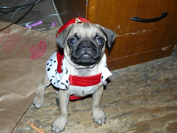 King Mike, puppy, pug HD wallpaper