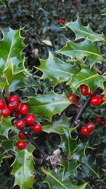 Holly Tree, Christmas mistletoe, Festive , Holiday joy HD phone wallpaper